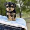 Teacup yorkie puppies for sale near me