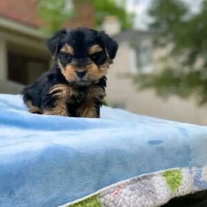 Teacup yorkie puppies for sale near me