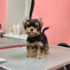 Parti yorkie for sale