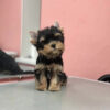 Parti yorkie for sale