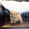 Teacup poodles for sale