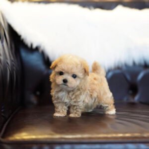 Teacup poodles for sale