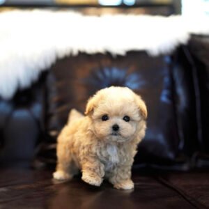 Teacup poodles for sale