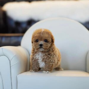 Teacup poodles for sale under $500