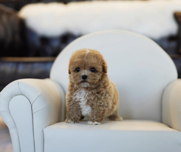 Teacup poodles for sale under $500