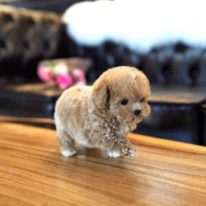 Teacup poodles for sale under $500