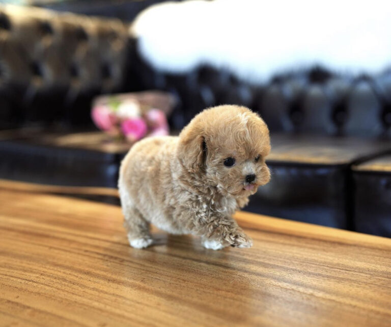 Teacup poodles for sale under $500/Teacup poodle puppies for sale