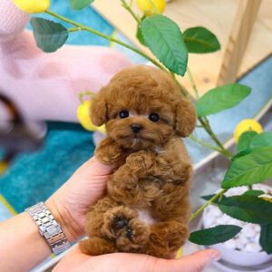 Teacup poodle for sale
