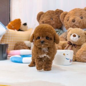 Teacup poodle for sale
