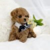 Teacup poodle puppies