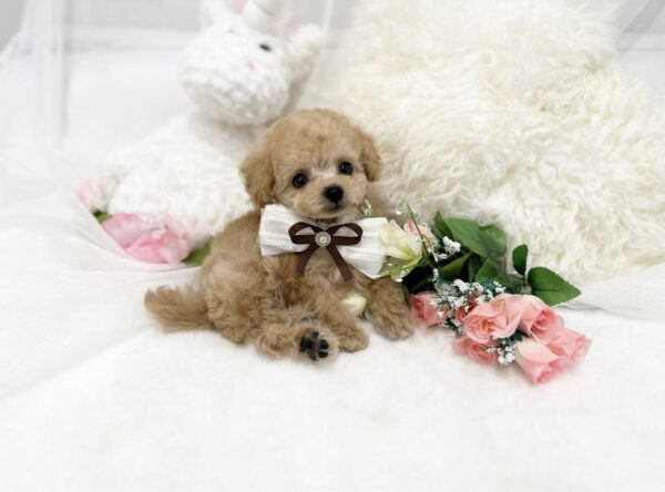 Teacup toy poodle for sale