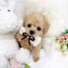 Teacup toy poodle for sale