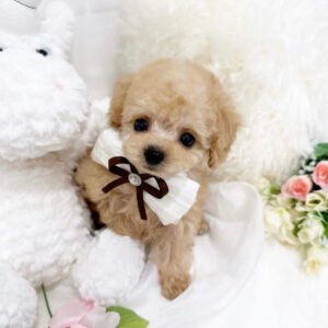Teacup toy poodle for sale