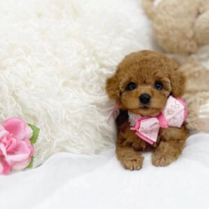 Tea cup poodle for sale