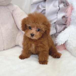 Tea cups poodles for sale