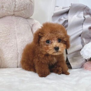 Tea cups poodles for sale