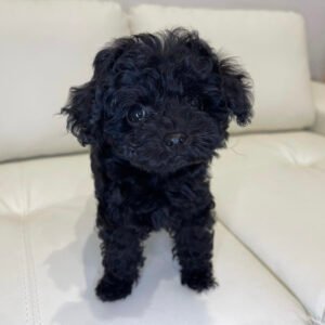 Teacup poodles for sale under $300