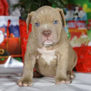 Pitbulls for sale near me