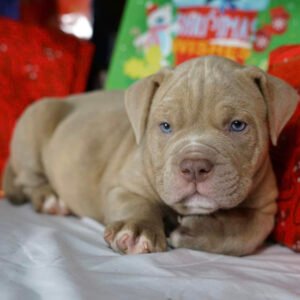 Pitbulls for sale near me
