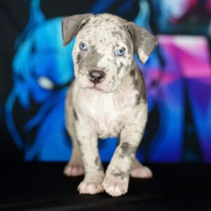 Pitbull puppy for sale