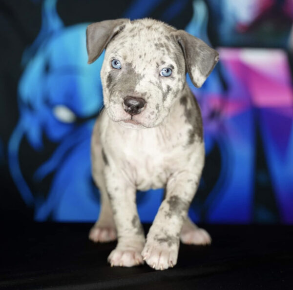 Pitbull puppy for sale