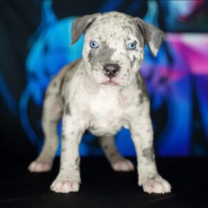 Pitbull puppy for sale