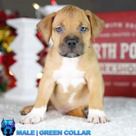 Pit bull puppy for sale Pit bull puppy for sale