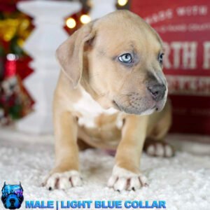 Pit bull puppy for sale