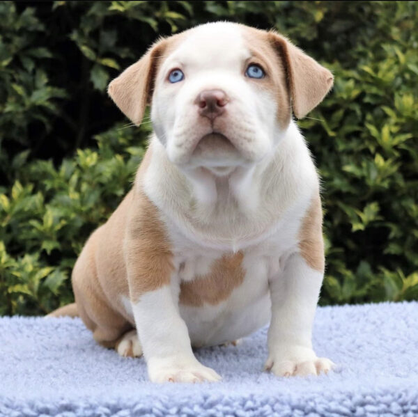 Blue nose pitbull puppy for sale