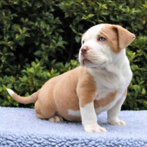 Blue nose pitbull puppy for sale