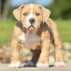 Pitbull puppies near me for sale