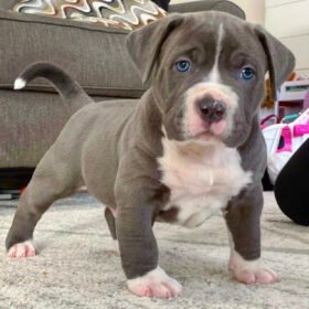 Tricolor merle pitbull