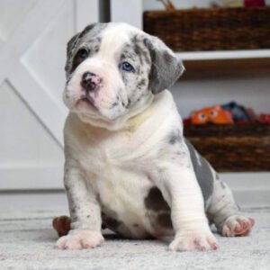 leopard merle pitbull