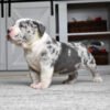 leopard merle pitbull