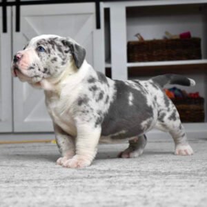 leopard merle pitbull