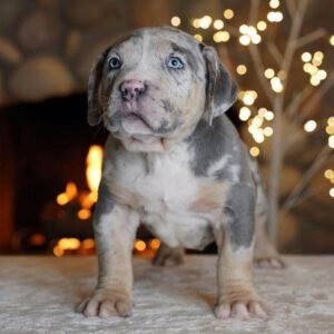 Merle pitbull/