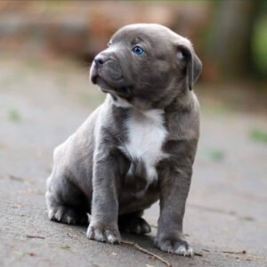 Micro bullies puppies for sale