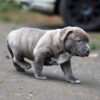 Micro bullies puppies for sale