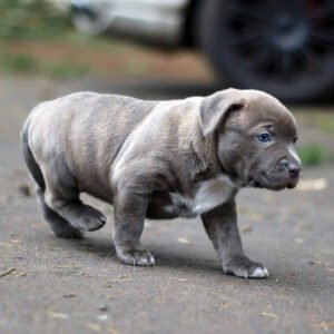 Micro bullies puppies for sale