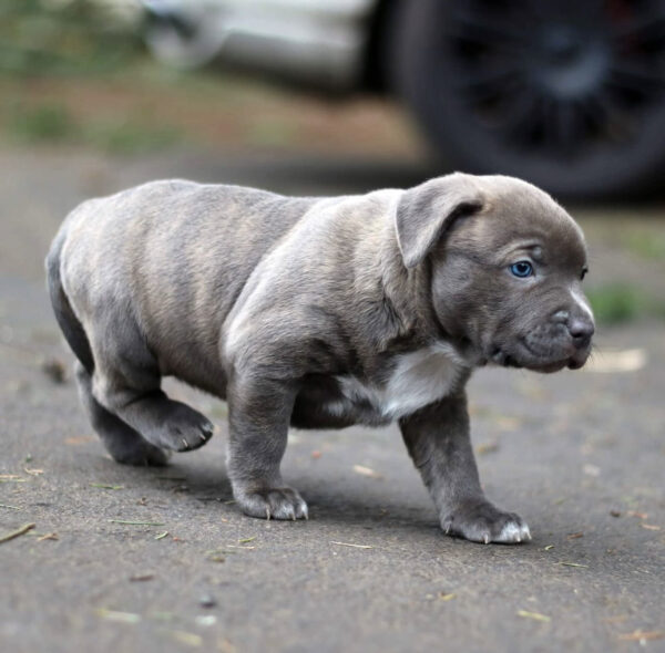 Micro bullies puppies for sale/Micro bully puppies for sale near me