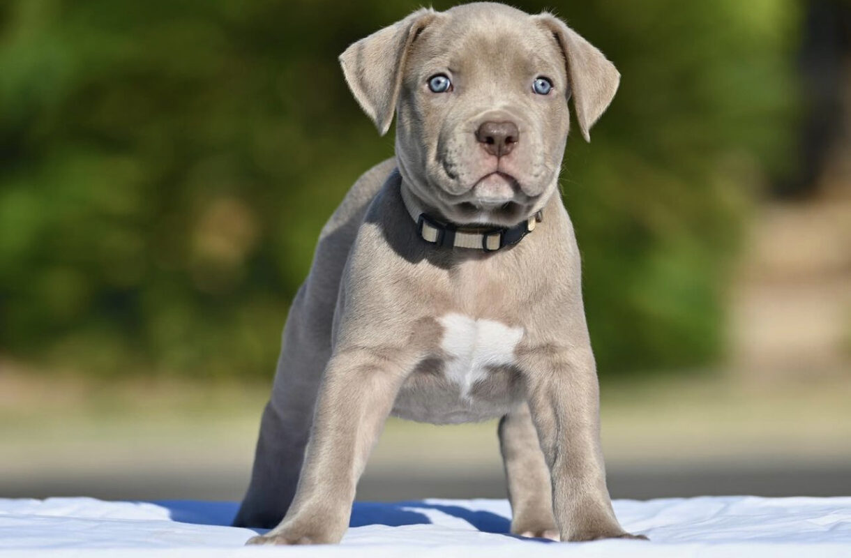 Micro bully puppies for sale/Micro bully puppy/Micro bully puppies