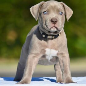 Micro bully puppies for sale