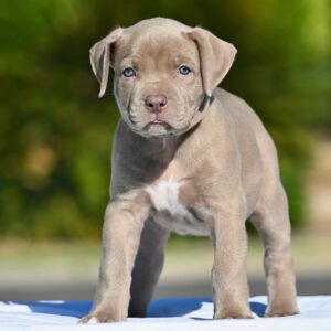 Micro bully puppies for sale