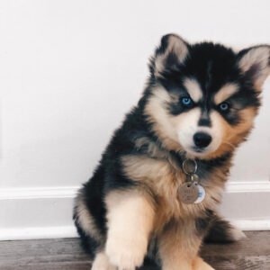 Husky teacup pomeranian