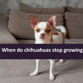 when do chihuahuas stop growing