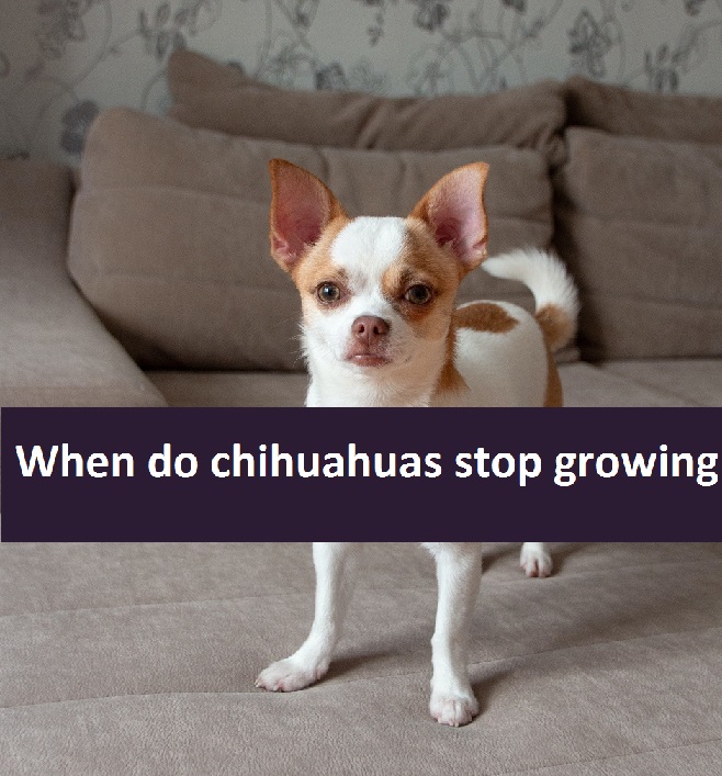when do chihuahuas stop growing