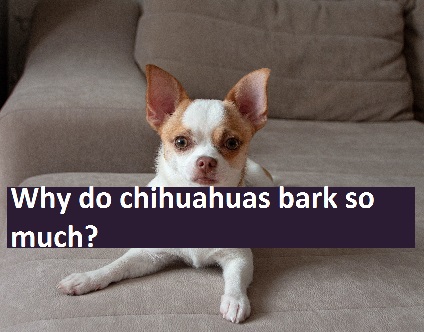 why do chihuahuas bark so much