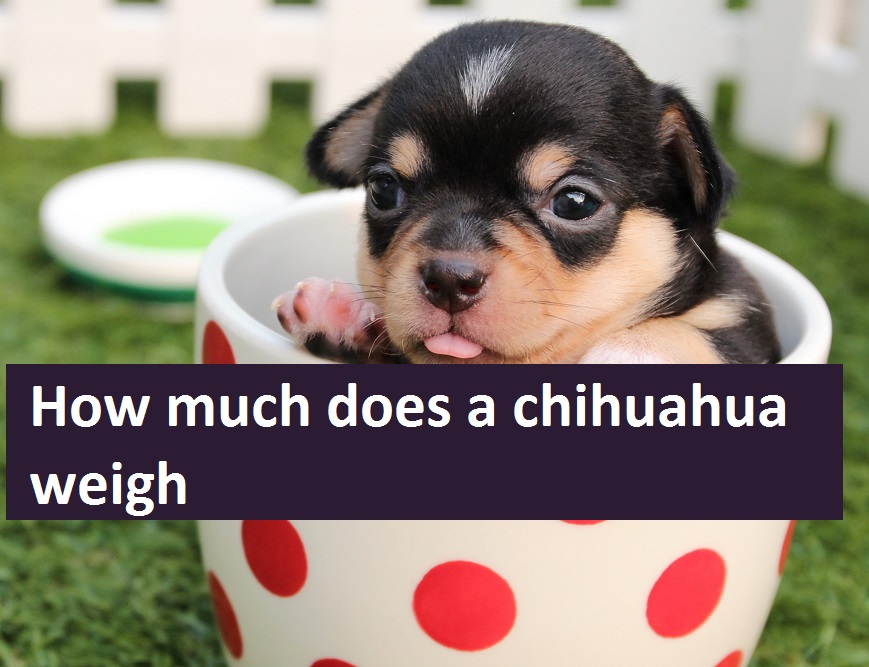 how much does a chihuahua weigh