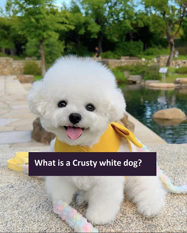 What is a Crusty white dog