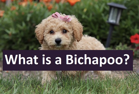 What is a Bichapoo?